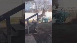 Я РЖАЛ ДО СЛЁЗ/ПРИКОЛЫ С ЖИВОТНЫМИ/НОВЫЕ ВИДЕО ПРИКОЛЫ/