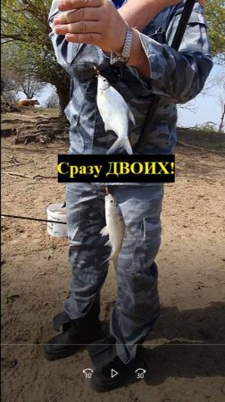 🔥Сразу двоих: ГУСТЕРУ и ВОБЛУ🔥..отпустили..на Волге!!