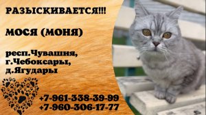 Пропала кошка! МОСЯ (МОНЯ). респ. Чувашия,  г. Чебоксары