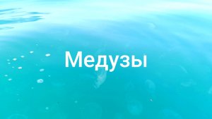 Анапа Сап Медузы 08.07.2025