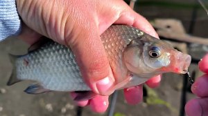 ЛОВЛЯ КАРАСЯ НА ДОНКИ. ЖОР КАРАСЯ ЛЕТОМ. РЫБАЛКА 2025. ВКУСНАЯ КАША НА КАРАСЯ