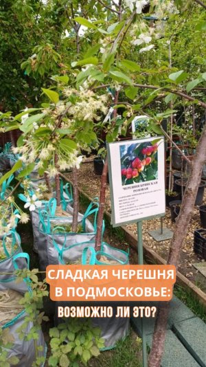Сладкая черешня в Подмосковье: возможно ли это?