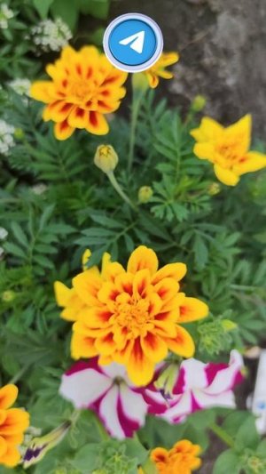 Бархатцы и Петуния Солнце в вашем саду!😍
