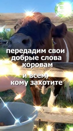 Всемирный День Благодарности Коровам! 🐮 Скажи «Спасибо!» коровам — и покорми их 12.06 в 15:00 мск