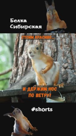 Белка на кормушке где дует ветер