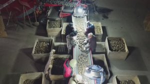 КФХ Плетинь - Картофель(Отгрузка, сортировка чипсового картофеля)