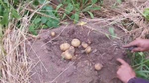Копаю картошку.,сажал 5 мая.Северное Приморье.