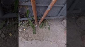 Босс не долго гуляет