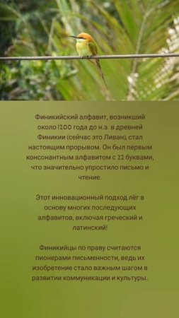 История письменности 🤗📜🌿