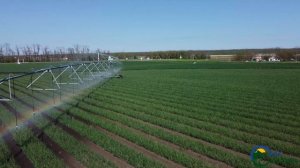 КФХ Плетинь - Озимый лук(Система орошения Valley)