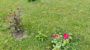 Прогуляемся по моему участку. Обзор 10.07.2025г.