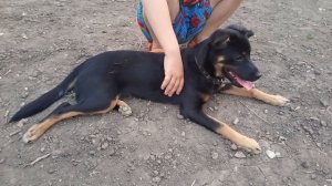 Альфа играет с другими собаками #сезонконтентаRUTUBE