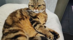 Неженки любимуши💗🥰