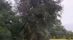 Я тучка, тучка, тучка, я вовсе не медведь🐻😂