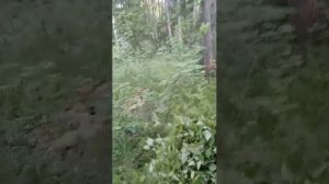 Заблудилась в лесу