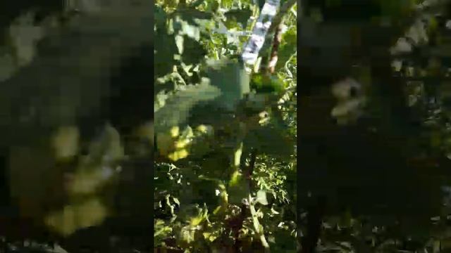 ТОМАТ АНАНАСНЫЙ СЕРЖАНТ-ОЧЕНЬ ВКУСНЫЙ И УРОЖАЙНЫЙ