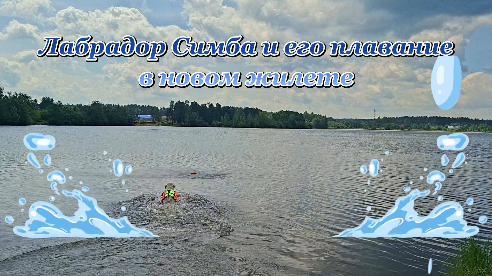 Лабрадор Симба и его плаваниев новом жилете