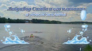 Лабрадор Симба и его плаваниев новом жилете