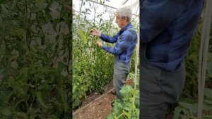 ТОМАТЫ. Почему мы не удаляем листья. Вершинная гниль...
