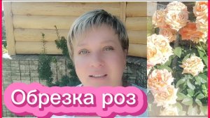 Обрезка роз после цветения. Гортензии. Лилейники.