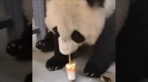🐼Панда ДинДин из Московского зоопарка в жару охлаждается мороженым🐼