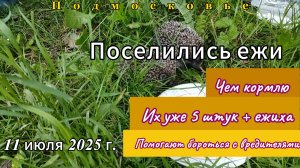 На садовом участке поселились ежи. Чем кормлю. Что едят. Их уже 5 штук + ежиха. Подмосковье