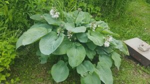 Дачный влог июнь 2025