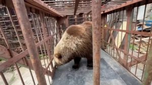 Медведица Маша из Листвянки обрела новый дом в питомнике «К-9»