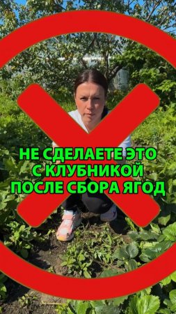 Что делать после сбора клубники, чтобы в следующем году был большой урожай