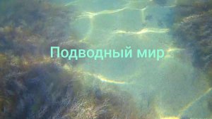 Анапа 09.07.2025 Подводный мир