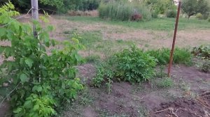 Я В ШОКЕ 😱 СМОТРИТЕ ЧТО СДЕЛАЛИ С НАШЕЙ ЛЕСОПОСАДКОЙ