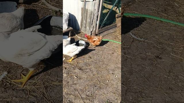 Бройлеры выросли можно уже кушать