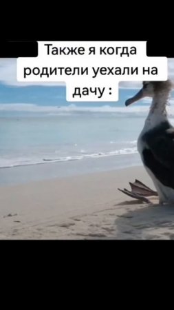 По слухам до сих пор не кушал