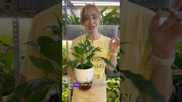 Спатифиллум без проблем: автополив для «женского счастья"