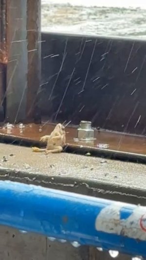 ГрустиЧок