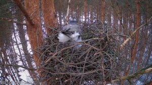 Знакомьтесь семья ястребов! Первое знакомство с гнездом
