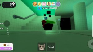 как в роблокс игра с котятами двух котов