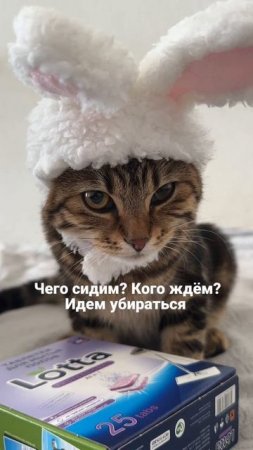 Кото-заяц Ярик, слушаемся и повинуемся 🙏🏻 Начнем с мытья пола таблетками Lotta — WB 348671654