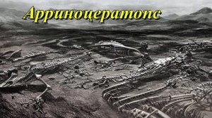 Арриноцератопс