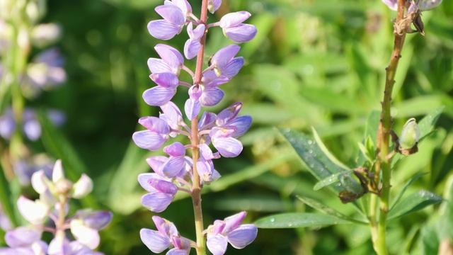 Пчёлка жу жу жу смотреть онлайн