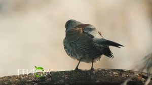 Дрозд-рябинник, Turdus pi­laris