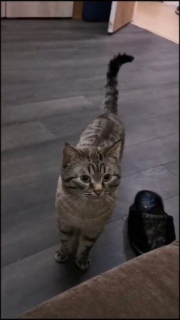 Кот не умеет разговаривать