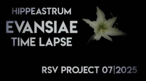 Hippeastrum EVANSIAE Time Lapse 07|2025