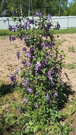 Клематис Веноза Виолацеа (Venosa Violacea)