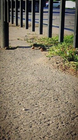 Воробьи и воробьятами ;)
