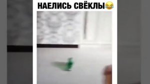 Животные приколы и не только