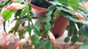 Болезни Декабриста или Зигокактус Шлюмбергера.