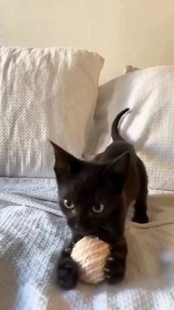 Маленький игрунчик