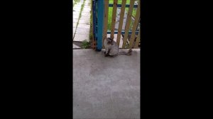 Собака. Том