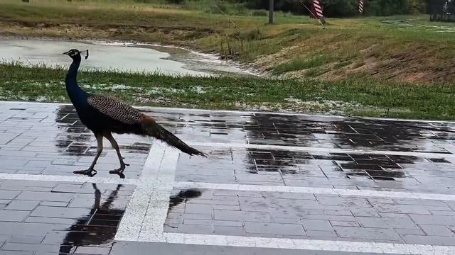 На одного жителя ЧЕРНИЧНОГО ХУТОРА стало меньше. Закатки, пирог и первый урожай. ДЕЛА СЕМЕЙНЫЕ. - ДЕ